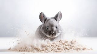 Kenapa Chinchilla Harus Mandi Debu? Menjaga Kebersihan dan Kesehatan Hewan Peliharaan Anda